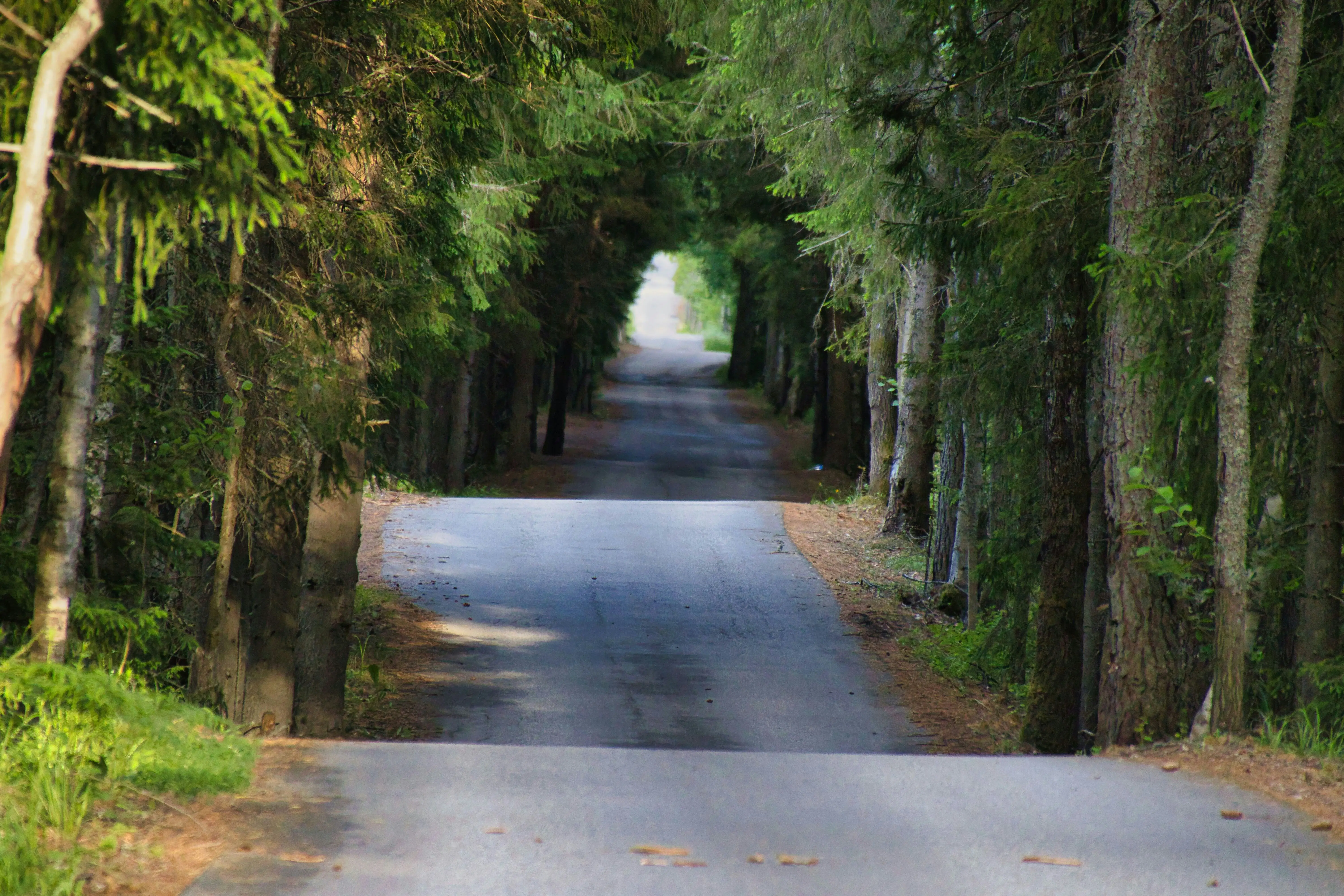 A quiet lane running straight ahead through a tunnel of trees towards the light